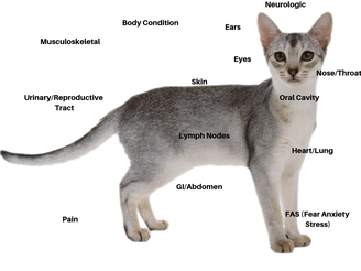 Cat anatomy picture
