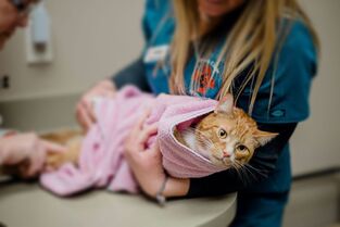 Cat wrapped in blanket