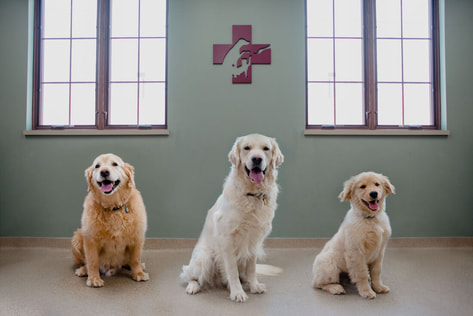 3 dogs posing