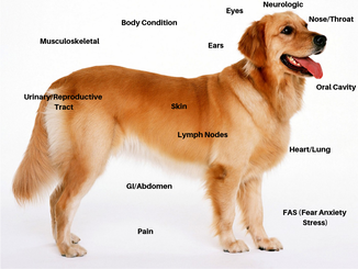 Dog anatomy picture