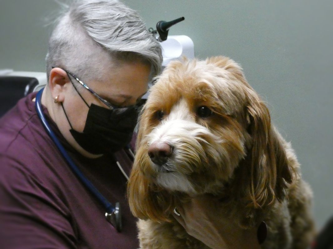 Dr. Carolyn examining Dog